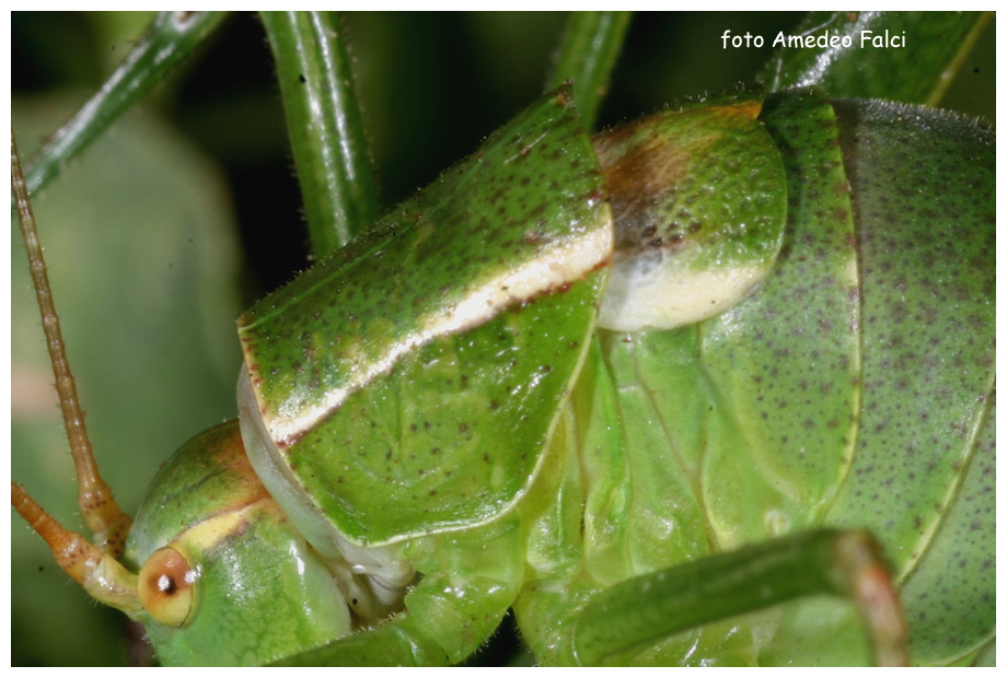 Metaplastes sp. femmina in Sila (CS).